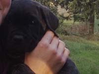 cucciolata cane corso rustico